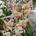 Dendrobium Chanchao X Helix
